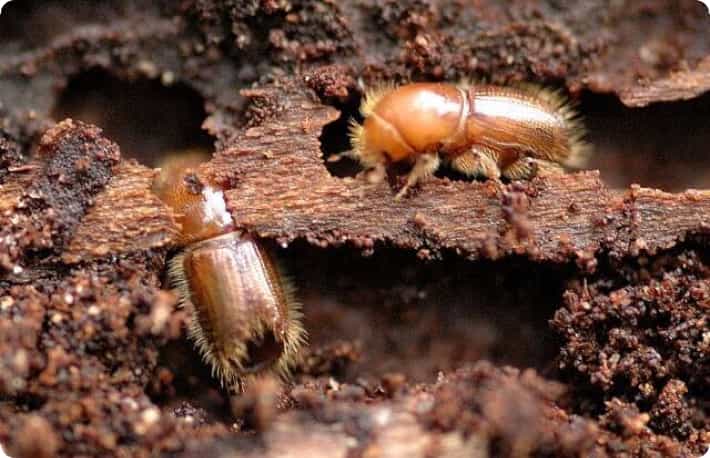 Borer Exit Holes in Timber