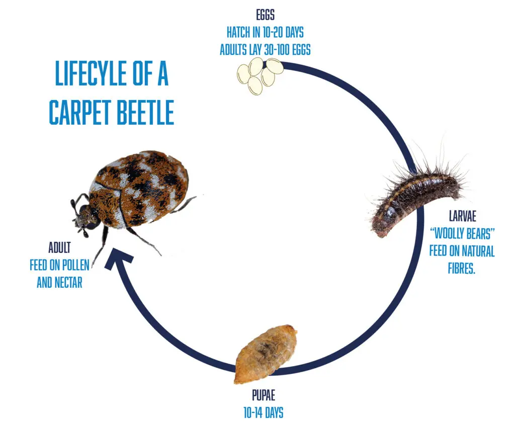 Carpet Beetle Lifecycle