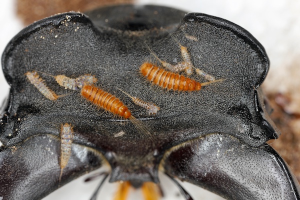 Carpet Beetle Behaviour