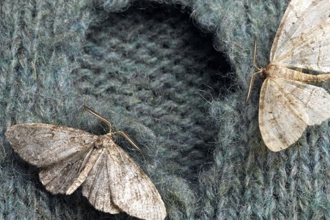 Clothes Moth Damage to Clothing