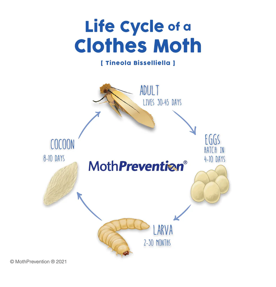 Clothes Moth Lifecycle
