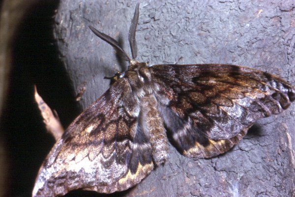 Clothes Moth Fabric Damage