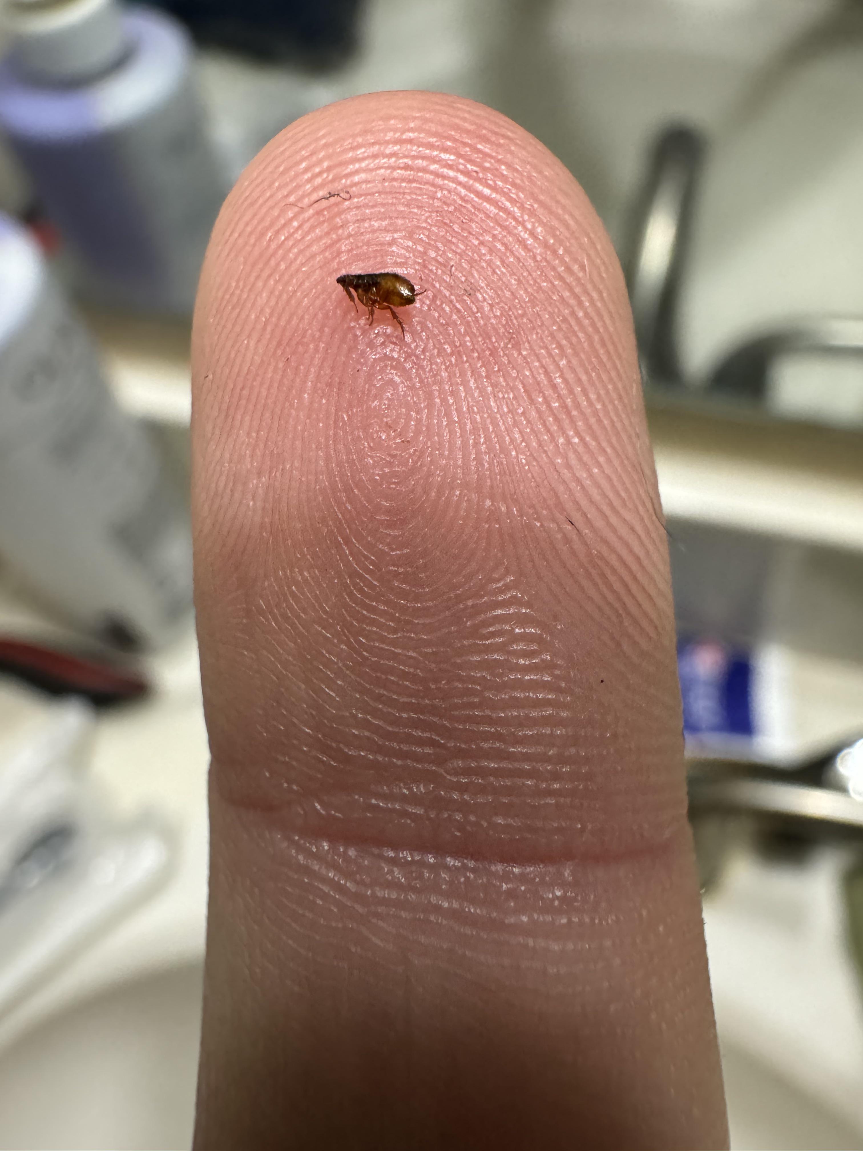 Flea Prevention and Control