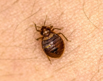 Bed Bugs