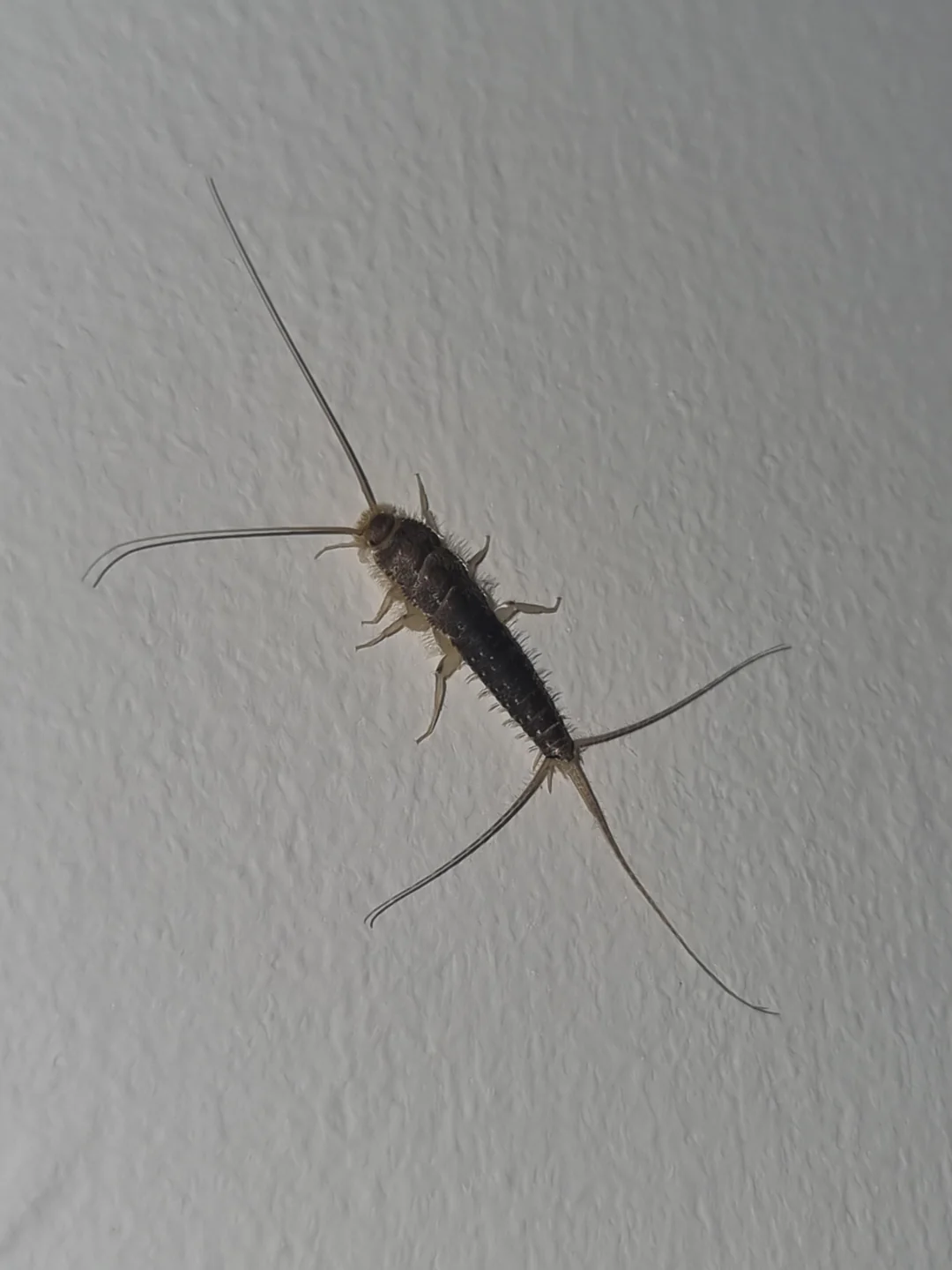 Silverfish