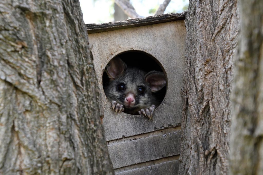 Possum Behaviour