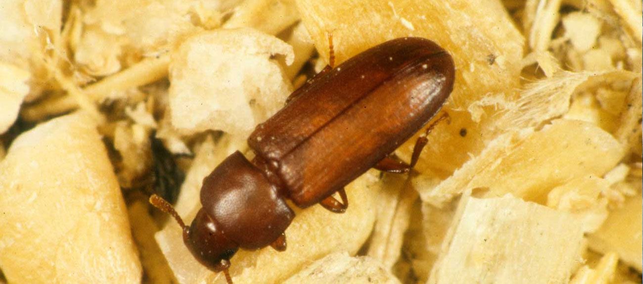 Pantry Pest Prevention